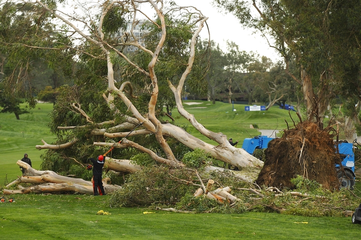Store træer på Torrey Pines blev væltet af stormen